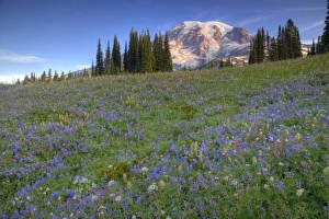 Images Dated 17th August 2009: USA, Washington, Mt. Rainier NP, Mt. Rainier and wildflowers at Mazama Ridge