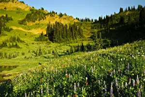 Images Dated 31st July 2009: USA, Washington, Mt. Rainier. Summer wildflowers in full bloom in Mt. Rainier National