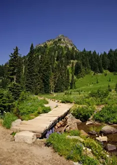 Images Dated 31st July 2009: USA, Washington, Mt. Rainier. Summer wildflowers in full bloom in Mt