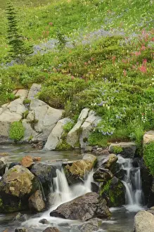 Images Dated 10th August 2009: USA, Washington, Mt. Rainier. Summer wildflowers dot Edith Creek in Mt. Rainier National