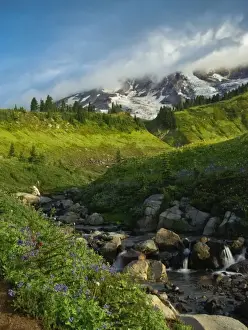Images Dated 10th August 2009: USA, Washington, Mt. Rainier. Summer wildflowers dot Edith Creek in Mt