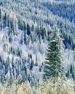 Images Dated 25th February 2013: USA, Washington, Mt. Spokane State Park, aspen