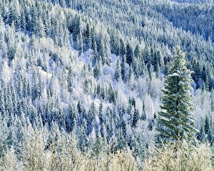 Charles Gurche Prints: USA, Washington, Mt. Spokane State Park, aspen