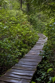 Images Dated 19th May 2010: USA, Washington, Neah Bay, Cape Flattery boardwalk