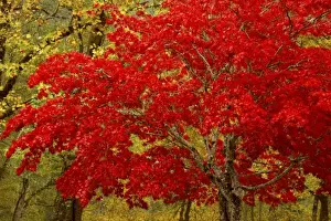 Images Dated 4th November 2008: USA, Washington, Newhalem. Fall colors decorate maple trees