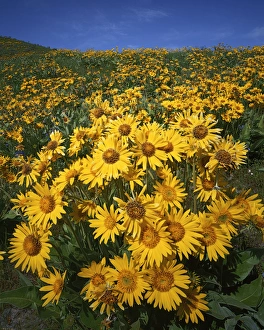 Charles Gurche Prints: USA, Washington, Okanogan County, Arrowleaf Balsamroot