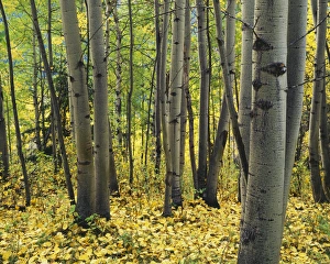 Charles Gurche Prints: USA, Washington, Okanogan National Forest, Aspen grove