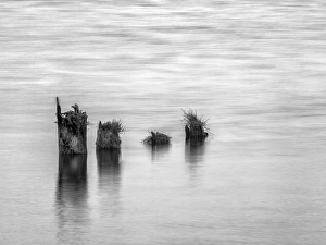 Monochrome Prints: USA, Washington, Old pilings near Cape Disappointment