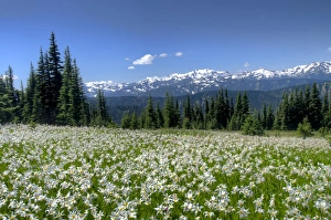 Images Dated 28th July 2012: USA, Washington, Olympia National Park