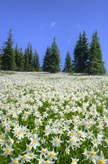 Images Dated 28th July 2012: USA, Washington, Olympia National Park