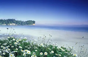 Olympics Prints: USA, Washington, Olympic Nat l Park, Daisies along Crescent Beach