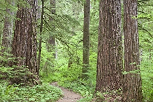 Images Dated 25th June 2011: USA, Washington, Olympic National Forest