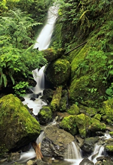 USA, Washington, Olympic National Forest, Quinault Rain Forest. Lush foliage surrounds