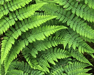 USA, Washington, Olympic National Park, Athyrium filix-femina, Lady Fern