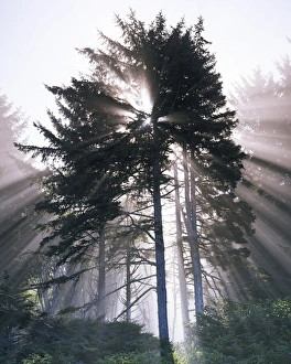 USA, Washington, Olympic National Park, Morning Fog, Sitka spruce