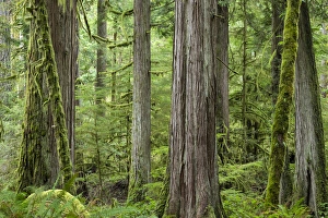 Images Dated 19th March 2015: USA, Washington, Olympic National Park. Old growth forest on Barnes Creek Trail. Credit as