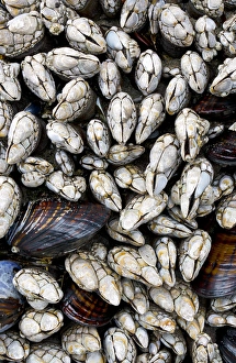 Images Dated 18th July 2013: USA, Washington, Olympic National Park. Gooseneck barnacles and clams. Credit as