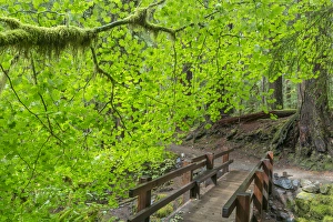 Images Dated 2nd September 2015: USA, Washington, Olympic National Park. Bridge along the Sol Duc River trail. Credit as