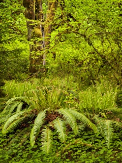 Fern Prints: USA, Washington, Olympic National Park, Ferns, trees and foliage in the Hoh Rain Forest