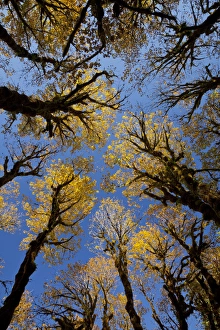 USA, Washington, Olympic National Park. Looking up at stand of big leaf maple trees