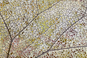 Images Dated 6th November 2011: USA, Washington, Olympic National Park. Detail of skeletonized leaf