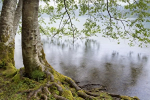 Images Dated 8th June 2012: USA, Washington, Olympic National Park. Alder trees overhanging Lake Crescent on rainy day