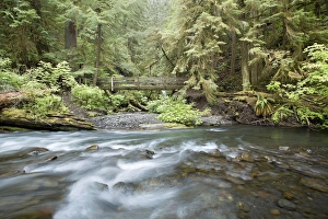 USA, Washington, Olympic National Park. Barnes Creek flows through forest. Credit as