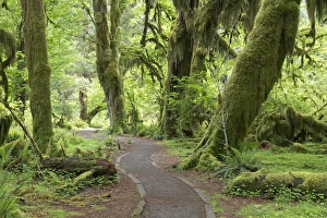 USA, Washington, Olympic National Park. Hall of Mosses Trail in the Hoh River Rainforest