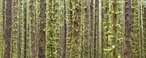 Images Dated 9th June 2012: USA, Washington, Olympic National Park
