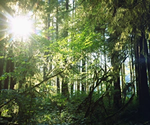 USA; Washington; Olympic National Park. Moss growing from trees in the rain forest