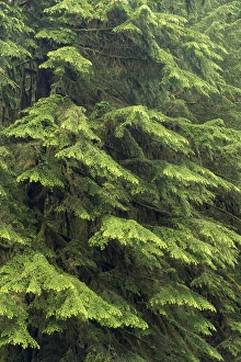 Images Dated 18th June 2013: USA, Washington, Olympic National Park. Close-up of western hemlock tree. Credit as