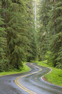 Images Dated 18th June 2013: USA, Washington, Olympic National Park. Sol Duc River Road through forest. Credit as