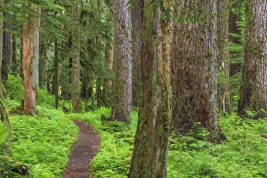 USA, Washington, Olympic National Park. Scenic of old growth forest