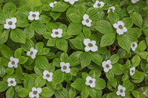 Images Dated 20th June 2013: USA, Washington, Olympic National Park. Close-up of bunchberry with white flowers