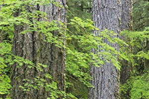 Images Dated 18th June 2013: USA, Washington, Olympic National Park. Close-up of vine maple and Douglas fir trees