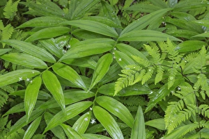 Images Dated 20th June 2013: USA, Washington, Olympic National Park. Close-up of star-flowered false Solomons seal