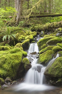 Images Dated 20th June 2013: USA, Washington, Olympic National Park. Small stream in forest