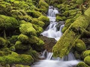 Images Dated 20th June 2013: USA, Washington, Olympic National Park. Small stream in forest