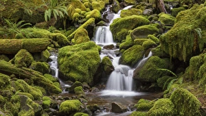 Images Dated 20th June 2013: USA, Washington, Olympic National Park. Small stream in forest