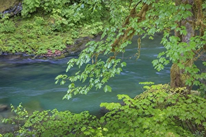 Images Dated 18th June 2013: USA, Washington, Olympic National Park. Sol Duc River scenic