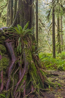 Images Dated 19th March 2015: USA, Washington, Olympic National Park. Western red cedar growing on boulder. Credit as