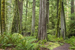 Images Dated 19th March 2015: USA, Washington, Olympic National Park. Old growth forest on Barnes Creek Trail. Credit as