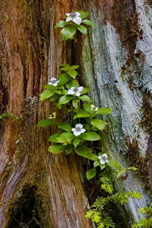 Images Dated 13th June 2014: USA, Washington, Olympic National Park, Wildflowers at Base of Tree