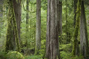 Images Dated 19th March 2015: USA, Washington, Olympic National Park. Abstract of old growth forest. Credit as