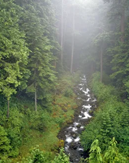 USA, Washington, Olympic National Park. Ennis Creek landscape