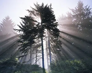 USA, Washington, Olympic National Park, Morning Fog, Sitka spruce