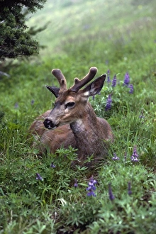 USA, Washington, Olympic National Park. Deer resting in meadow on Hurricane Ridge