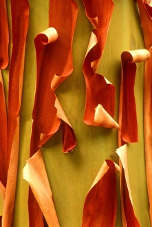 Images Dated 12th October 2007: USA, Washington, Olympic National Park. Detail of curled Pacific Madrone tree bark detail