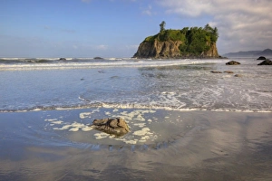 Images Dated 26th June 2009: USA, Washington, Olympic National Park, Ruby Beach, Shoreline and Abbey Island