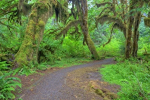 USA, Washington, Olympic National Park, Hoh Rain Forest, Hall of Mosses, moss covered trees